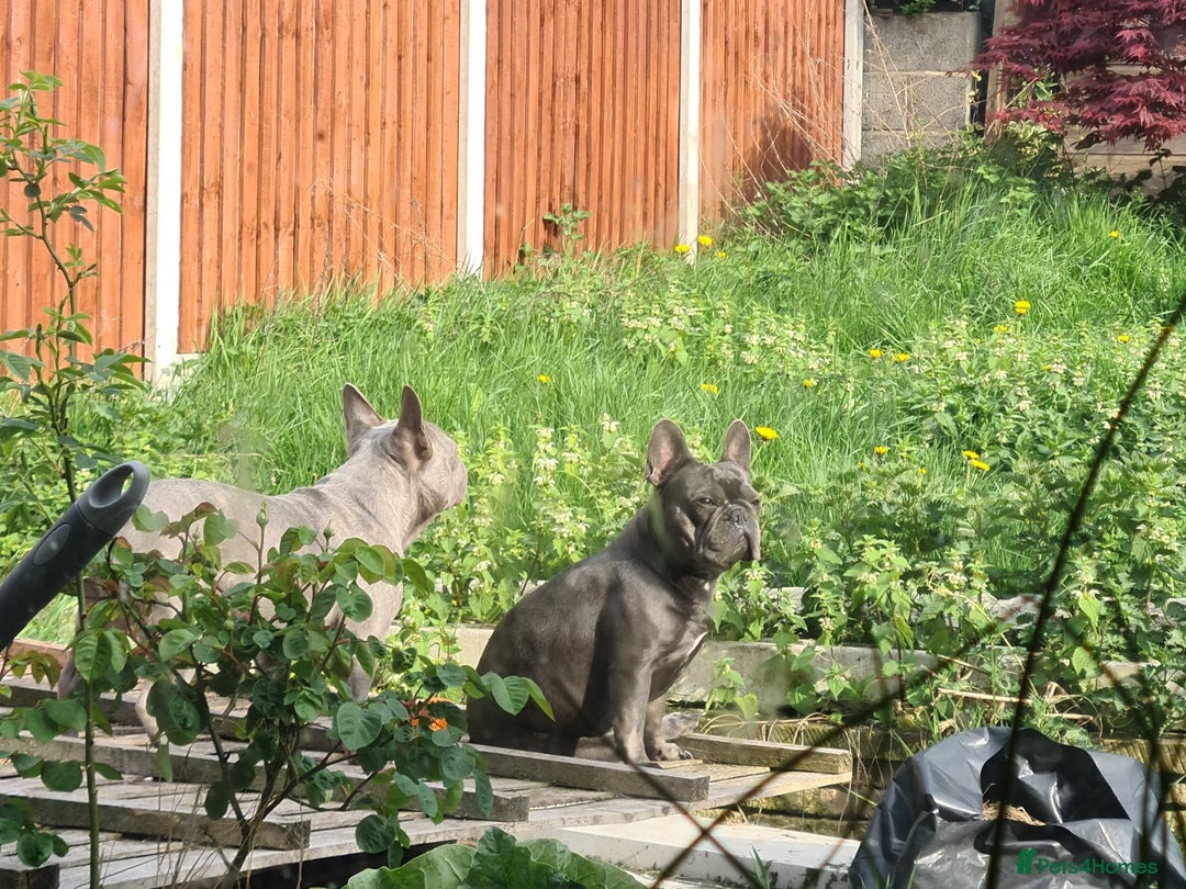 French Bulldog dogs for adoption: ❤️🐶 TILLY & 💙🐶 MARLEY – Two Loving Companions - Advert 12