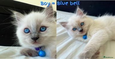 Ragdoll cats - Advert 14