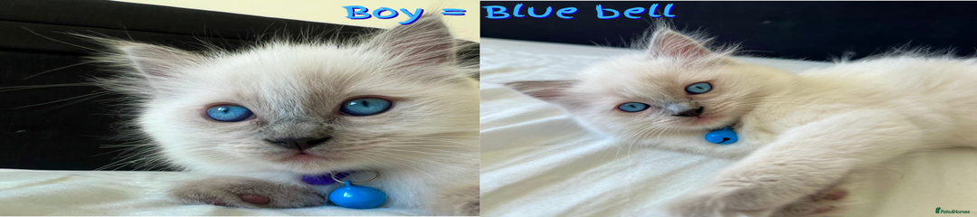 💙 Boy = Blue bell 