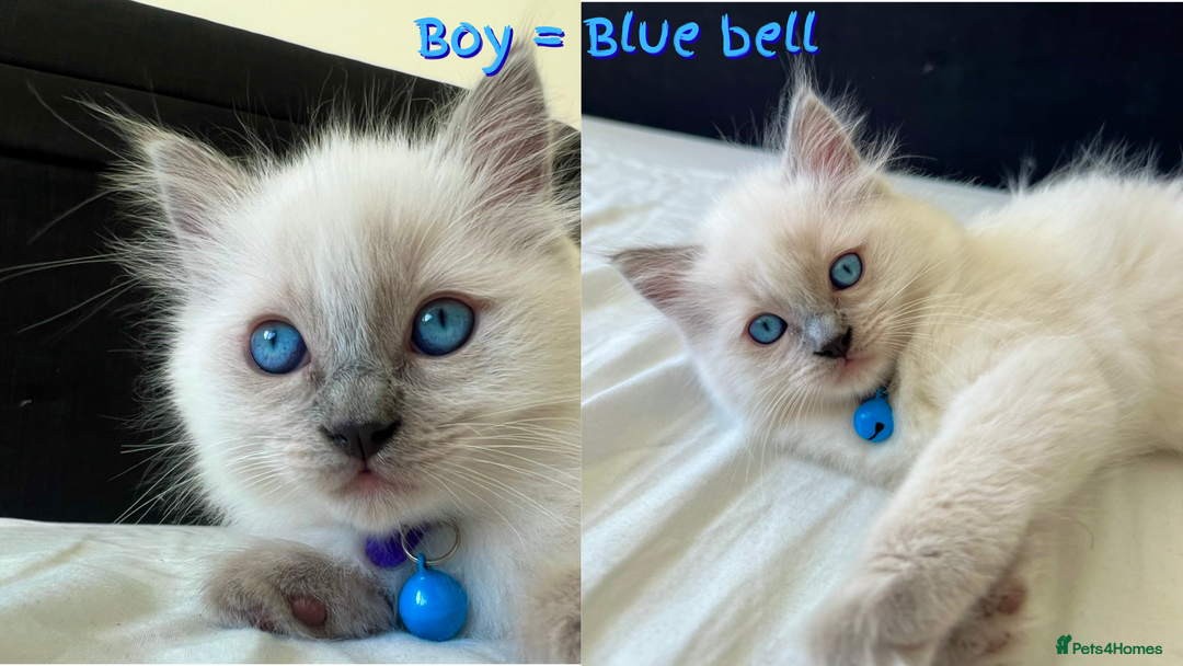 Ragdoll cats for sale: 🐾Adorable Blue Point Ragdoll Kittens ready soon🐾 - Image 3