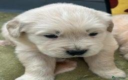 Golden Retriever dogs for sale: Superb litter Kc reg health tested goldens - Image 13