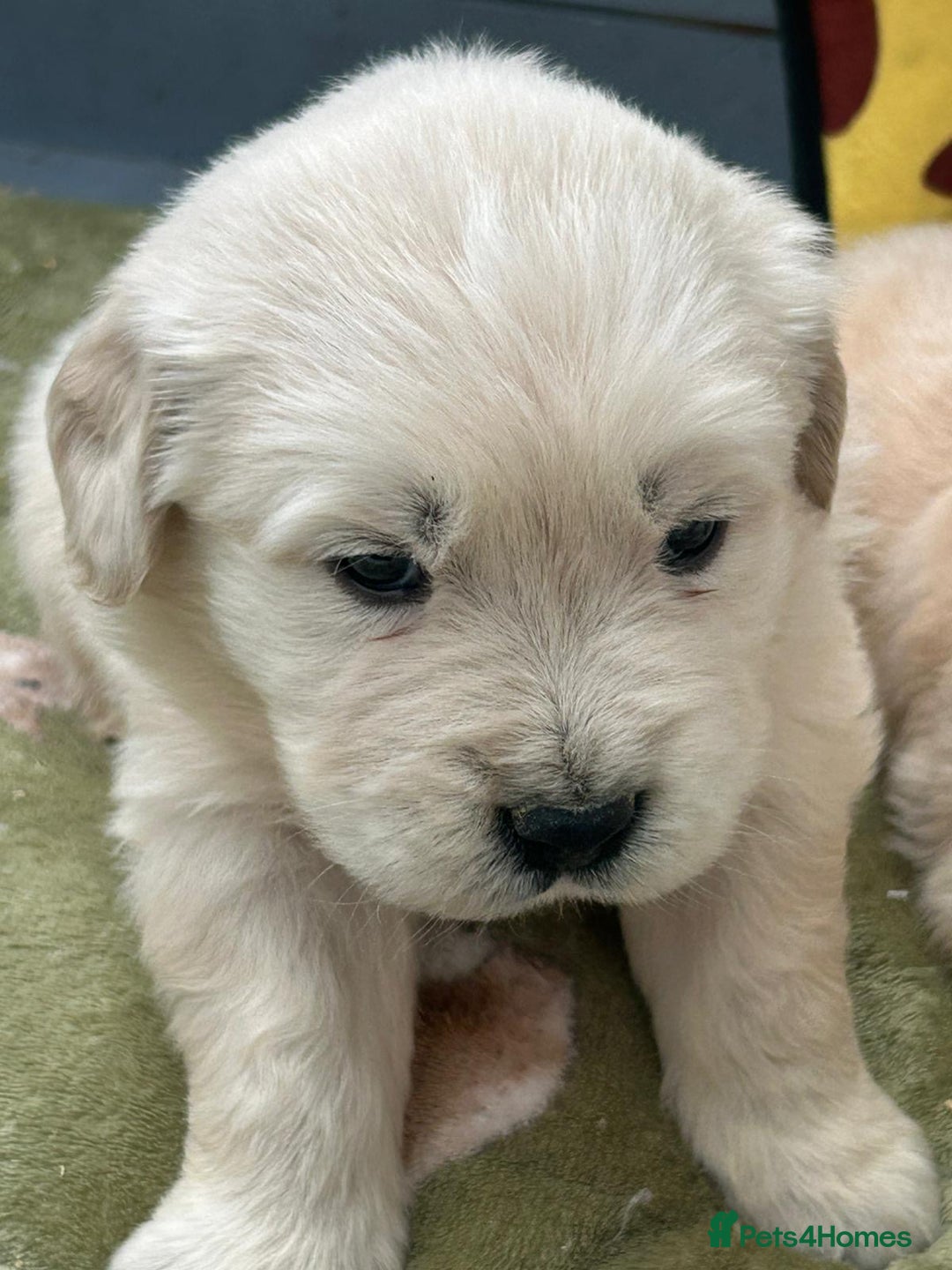 Golden Retriever dogs for sale: Superb litter Kc reg health tested goldens - Image 13