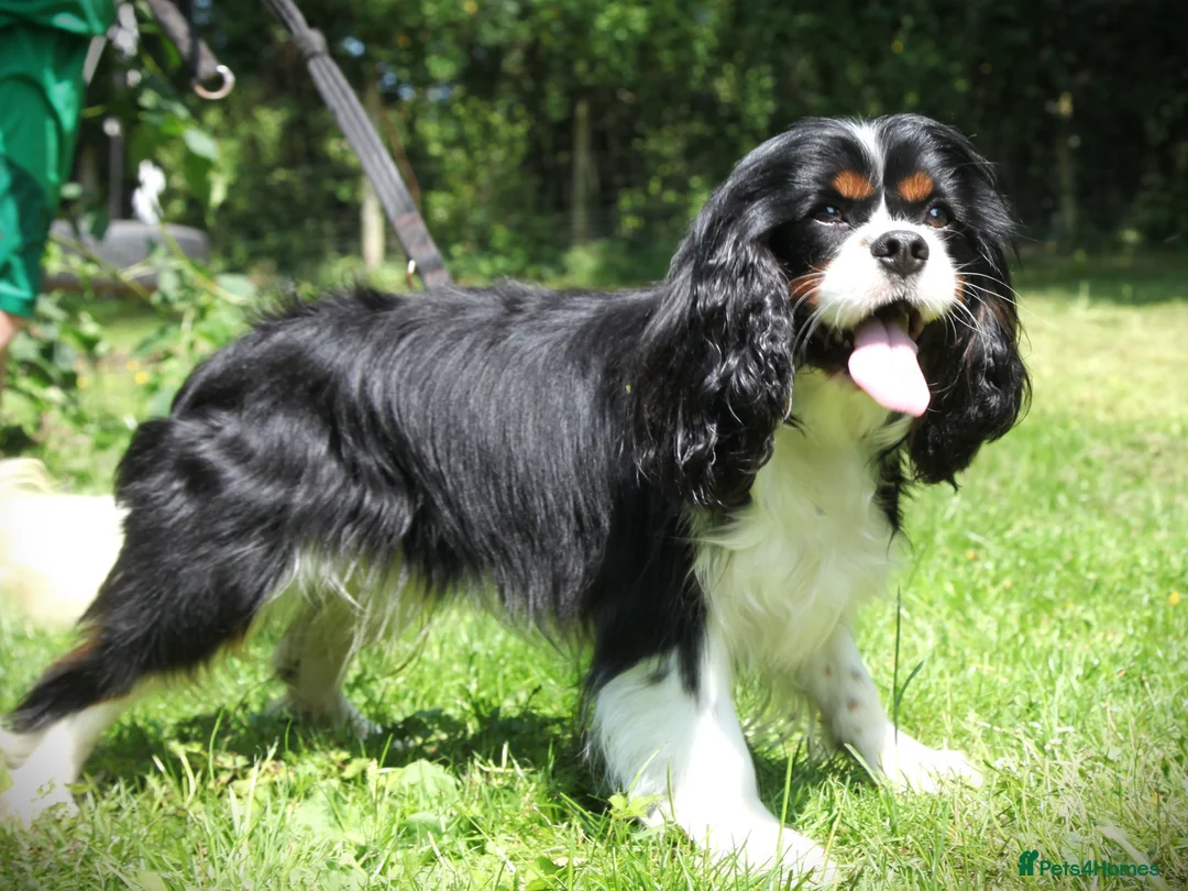 Cavalier King Charles Spaniel dogs for stud: Prince 👑 - Professional Stud Service  - Advert 6