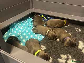 Staffordshire Bull Terrier dogs Blue Staffordshire Bull Terrier KC Registered - Advert 17