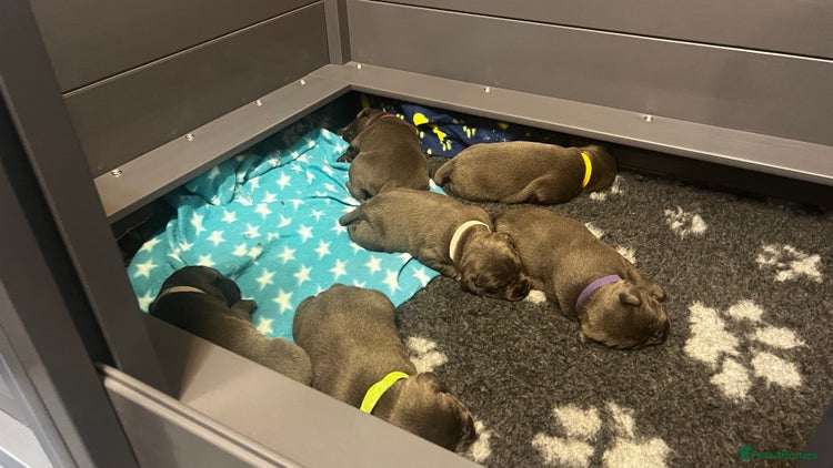 Staffordshire Bull Terrier dogs Blue Staffordshire Bull Terrier KC Registered - Advert 6