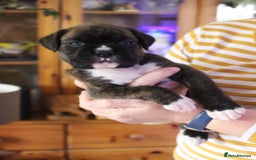 Boxer dogs for sale: KC Boxer Puppies for sale 4 Dogs 2 Bitches - Image 20