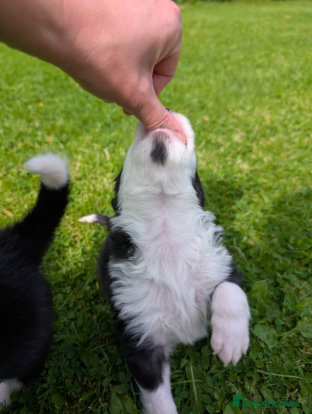 Border Collie dogs for sale: Border Collie Pups - house reared - Image 6