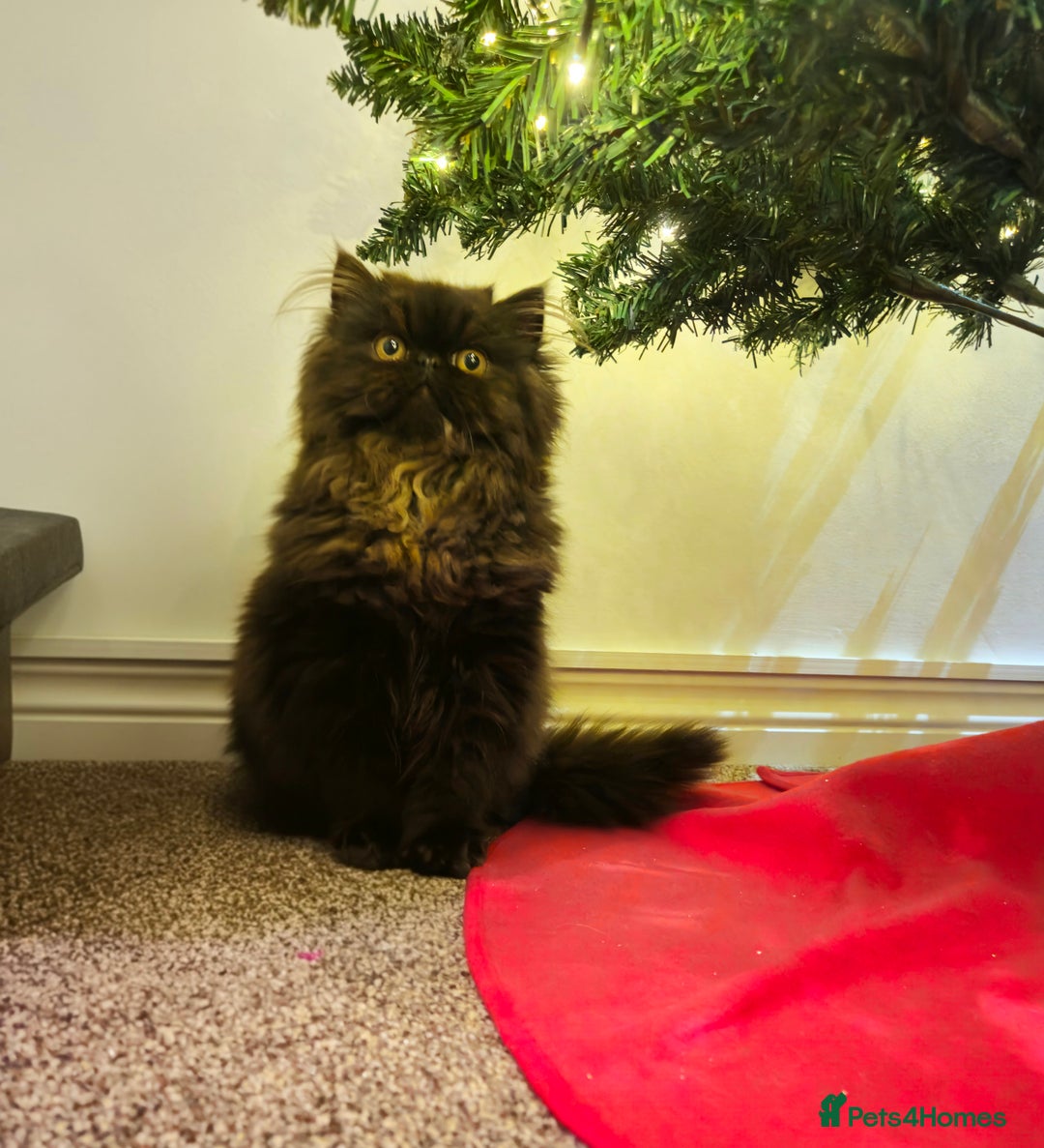 Persian cats for sale: Stunning Persian girl  - Advert 16