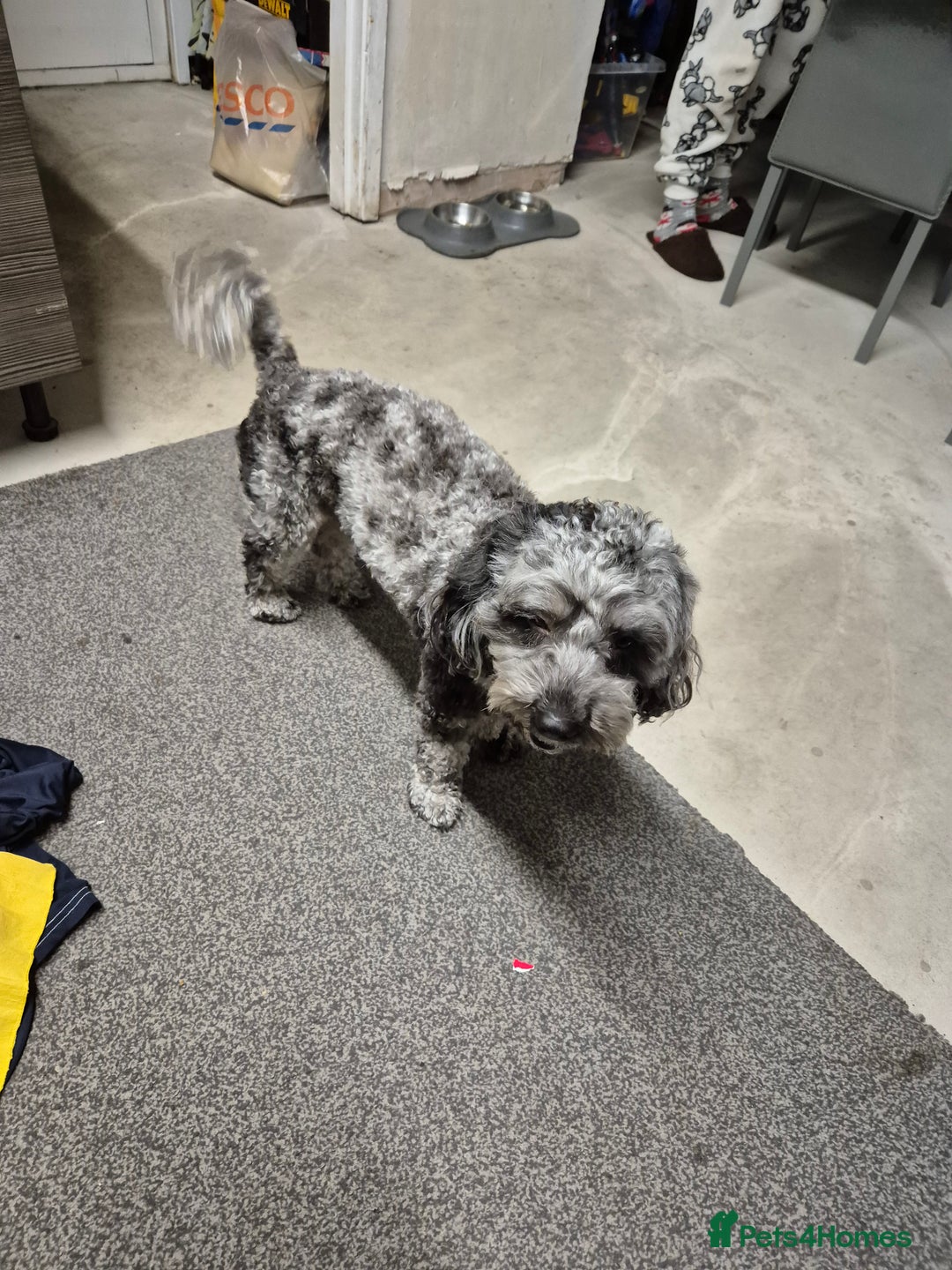 Maltipoo dogs for sale: Maltipoo Blue Male - Advert 8