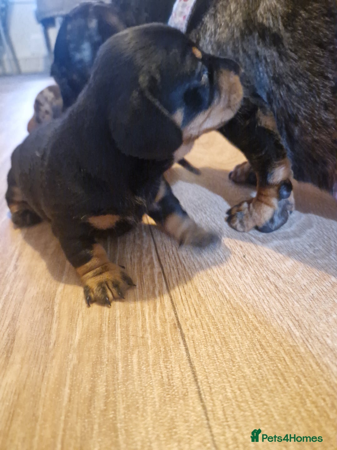 Miniature Dachshund dogs for sale: 2 adorable chunky miniature dachshund  - Image 6