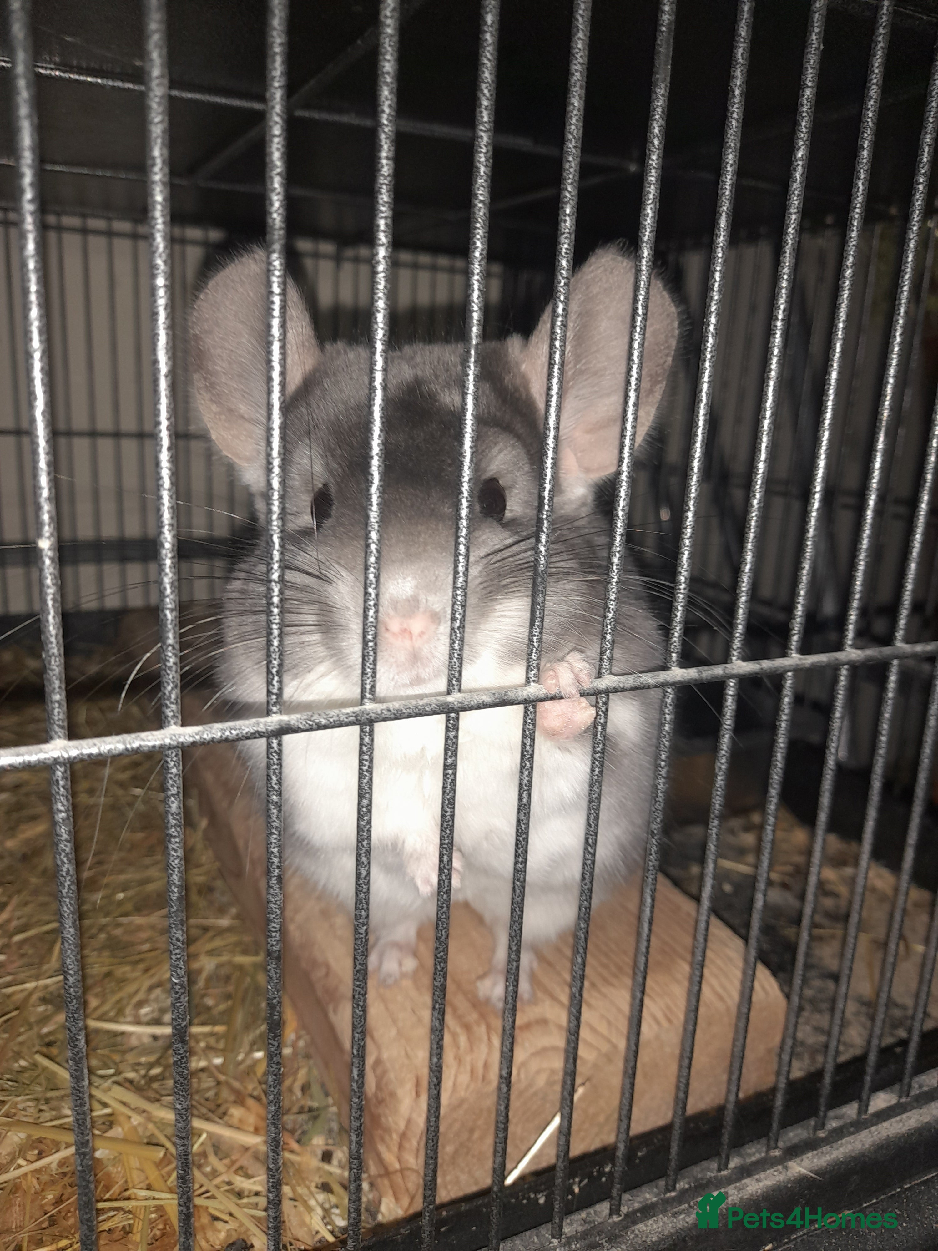 Chinchilla rodents 2 male Chinchillas ( brought as males) - Advert 1