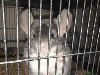 Chinchilla rodents 2 male Chinchillas ( brought as males) - Advert 1