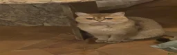 British Shorthair cats for sale: Rare British Shorthair Golden Chinchilla Cat 2yrs - Advert 7