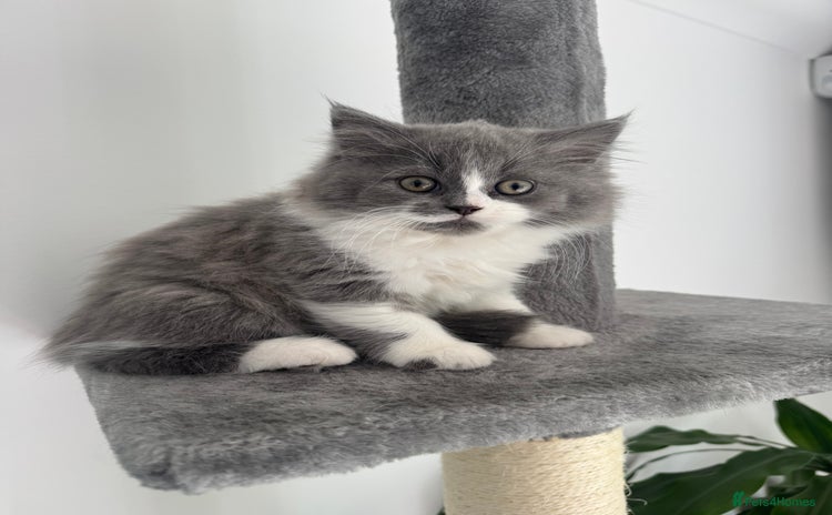 British Longhair cats - Advert 16