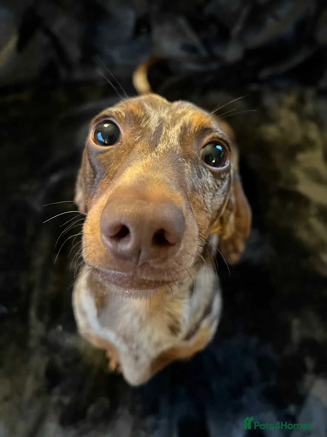 Miniature Dachshund dogs for stud: Proven, KC, PRA clear, tested, Miniature Dachshund in Hinckley - Advert 3