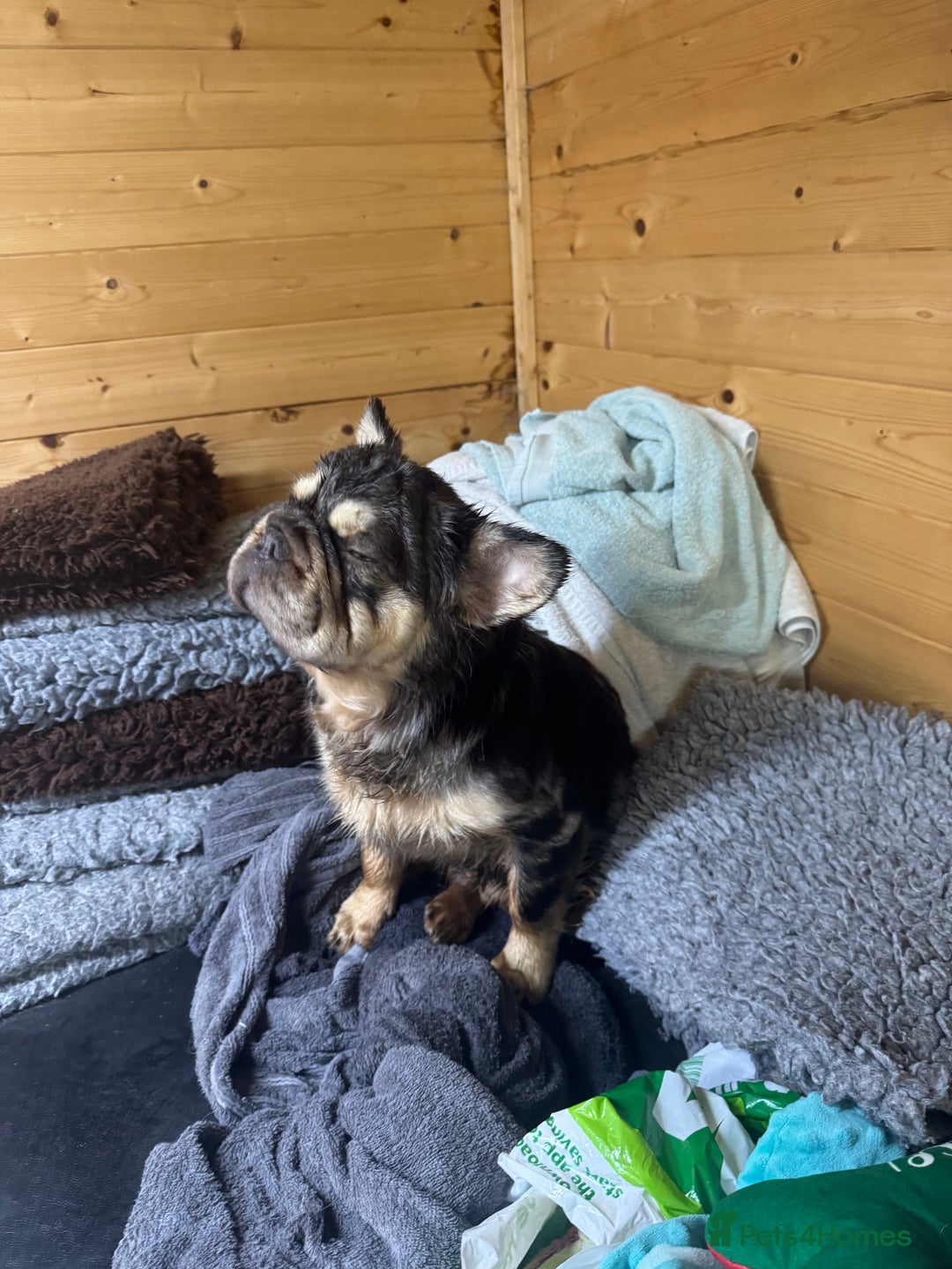 French Bulldog dogs for stud: French bulldog visual full fluffy carrying pink  in Dagenham - Advert 7