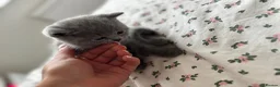 British Shorthair cats for sale: Stunning 😍 British shorthair kittens 🐱  - Advert 7