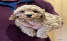 Cavapoo dogs for sale: Extensively Health Tested Cavapoo Puppies - Image 3