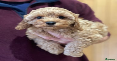 Cavapoo dogs - Advert 6
