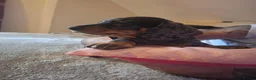 Dachshund dogs for sale: 3 beauifil dachshund puppys  - Advert 3