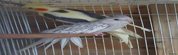 Cockatiels birds for sale: 4 cocktails for sale 2 hen's and 2 cock - Advert 6