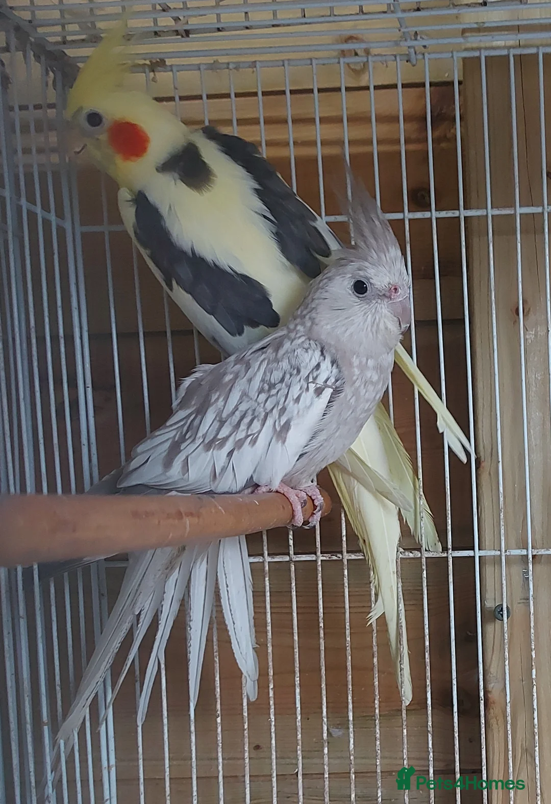 Cockatiels birds for sale: 4 cocktails for sale 2 hen's and 2 cock - Advert 6