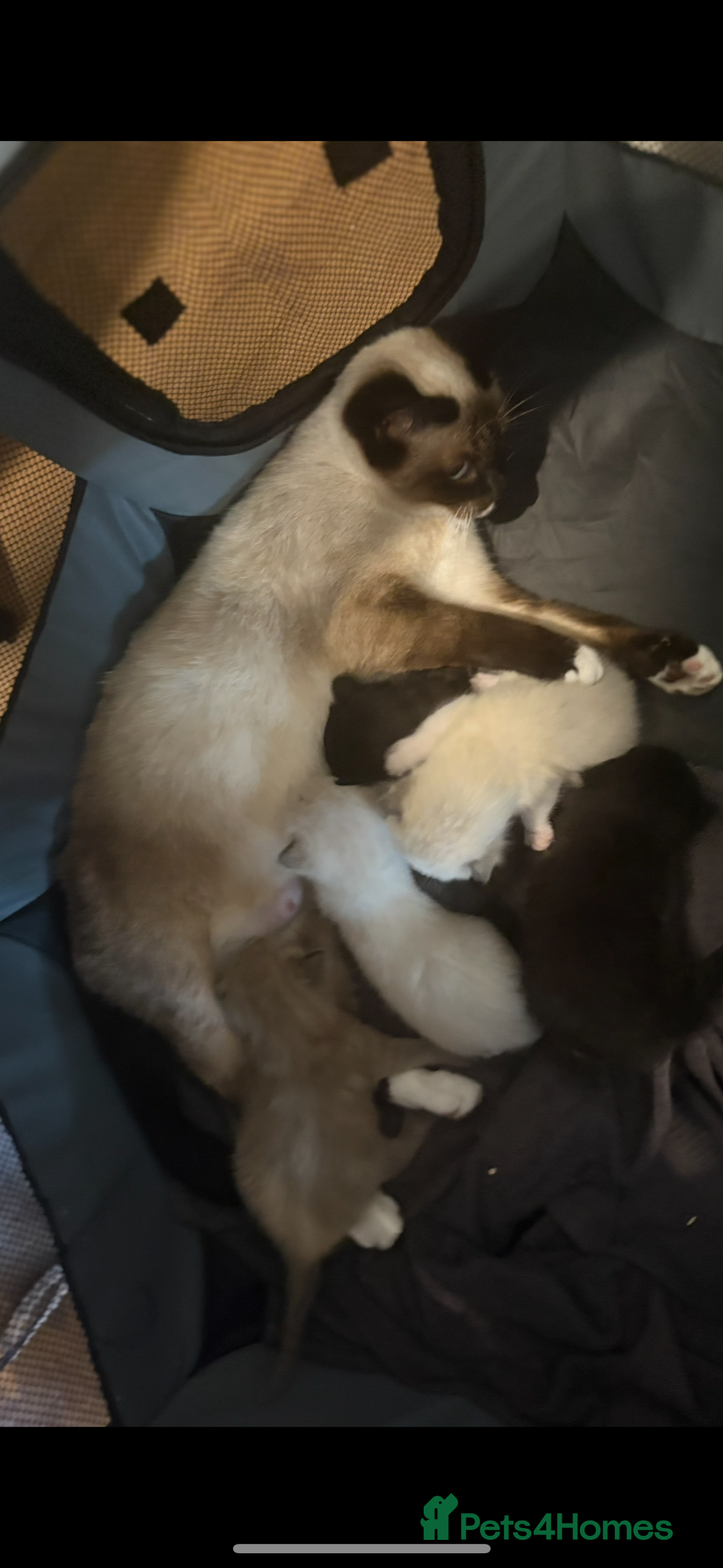Ragdoll cats for sale:  Caramel pointed Ragdoll kitten  - Image 8