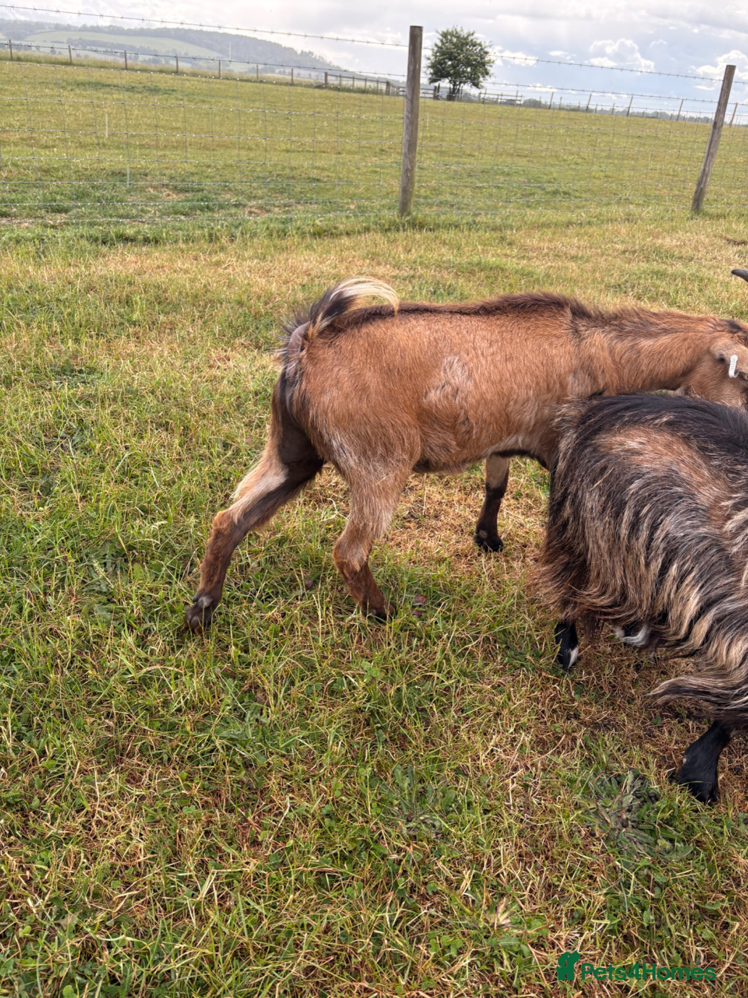 Goats livestock for sale: Very friendly male goat seeking new home  - Advert 3