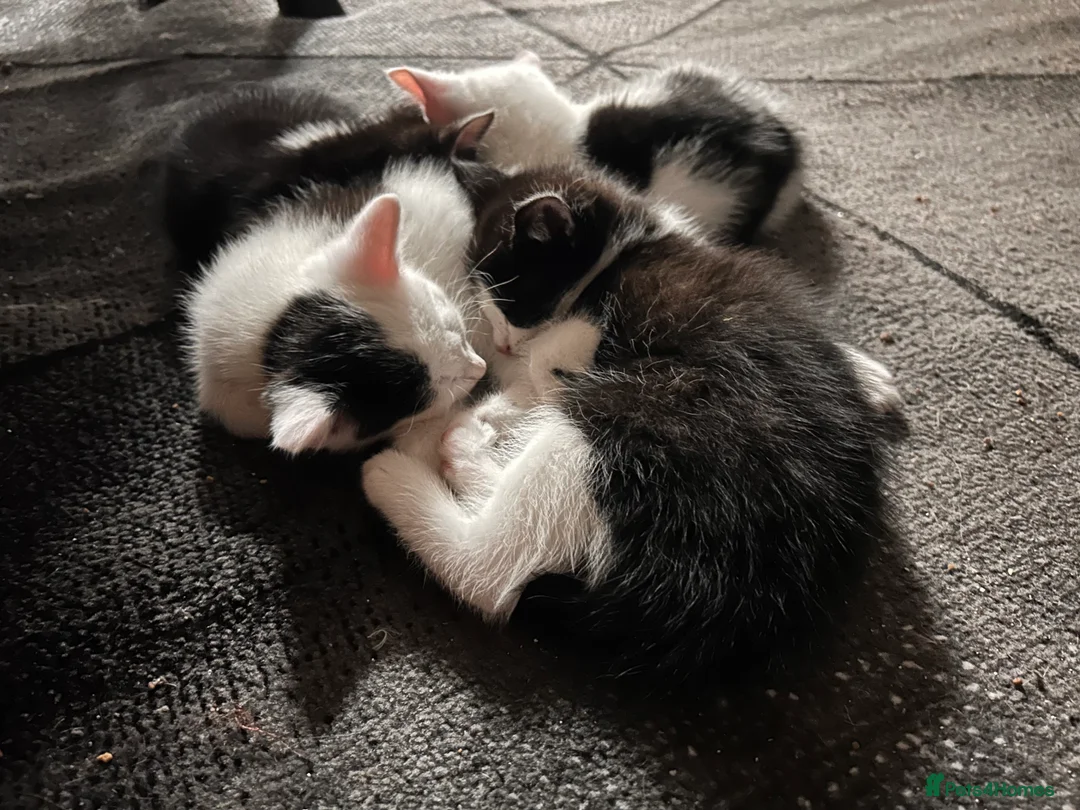 Mixed Breed cats for sale: Kittens are looking for a home  - Advert 12