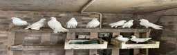 Doves birds for sale: Beautiful Flock 50–60 Fantails, Doves&Pigeons–Free - Advert 7