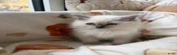 Ragdoll cats for sale: ✨ Beautiful GCCF Ragdoll Kittens from Serenity✨ - Advert 22