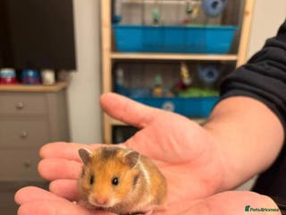 Hamster rodents Syrian Hamsters - Advert 10