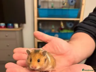 Hamster rodents Syrian Hamsters - Advert 7