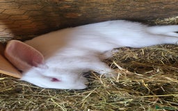 Continental Giant rabbits for sale: 3 x  male continental giants - Image 3