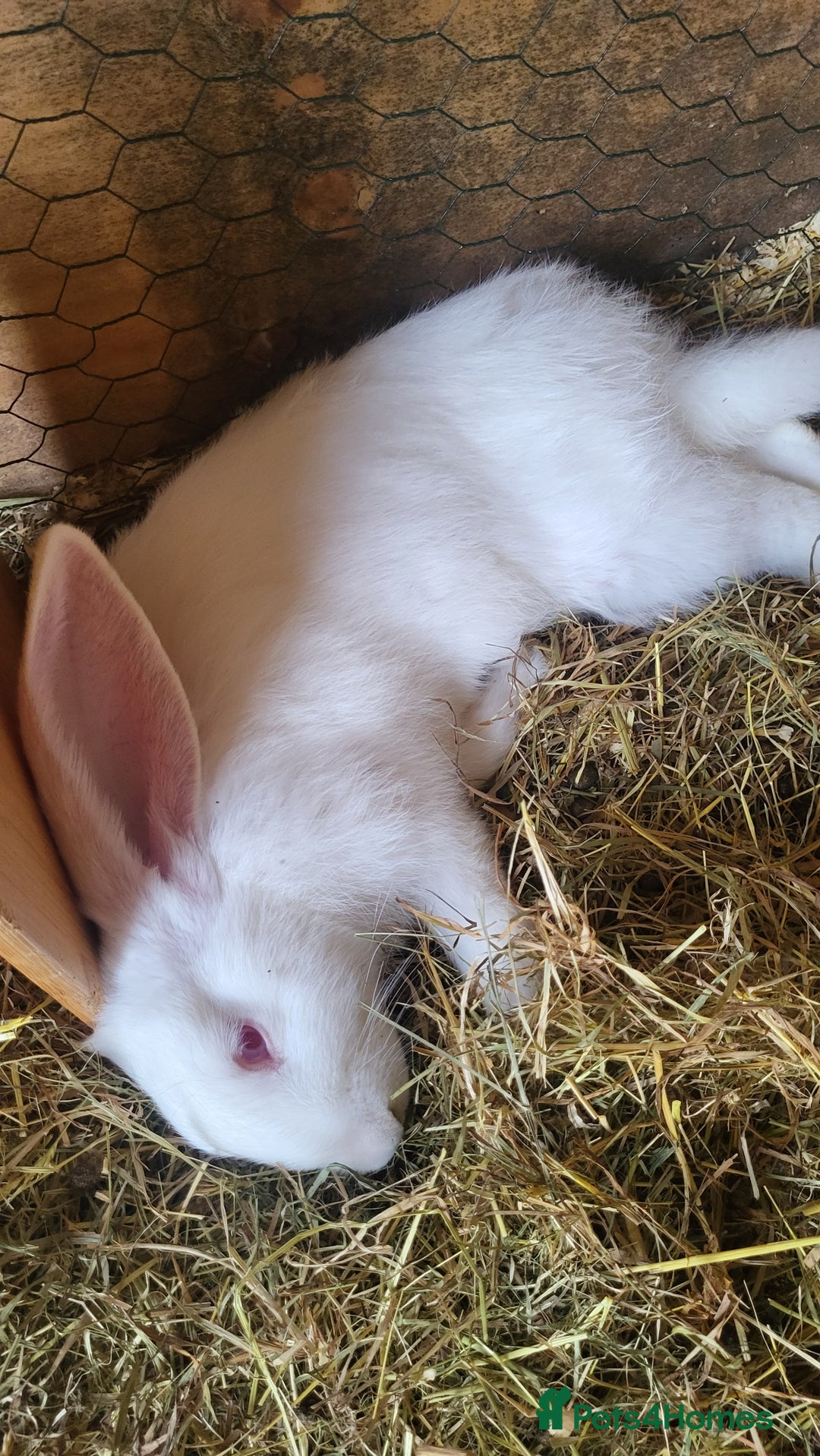 Continental Giant rabbits for sale: 3 x  male continental giants - Image 3