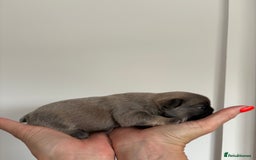 French Bulldog dogs for sale: Fluffy French Bulldog Puppies FOR SALE -  - Image 6