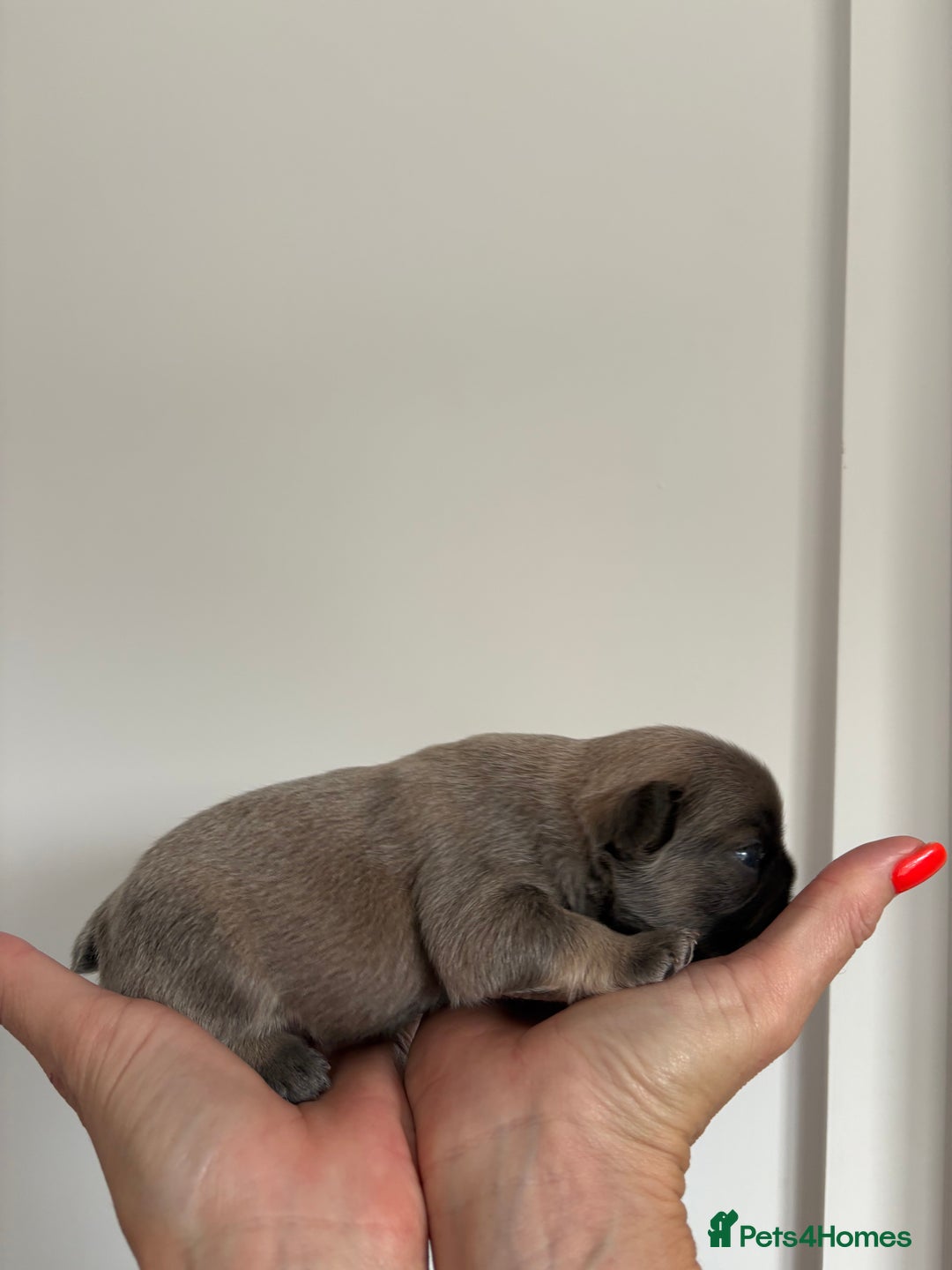 French Bulldog dogs for sale: Fluffy French Bulldog Puppies FOR SALE -  - Image 6