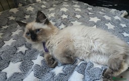 Ragdoll cats for sale: Beautiful Kittens ready to leave for new home - Image 16