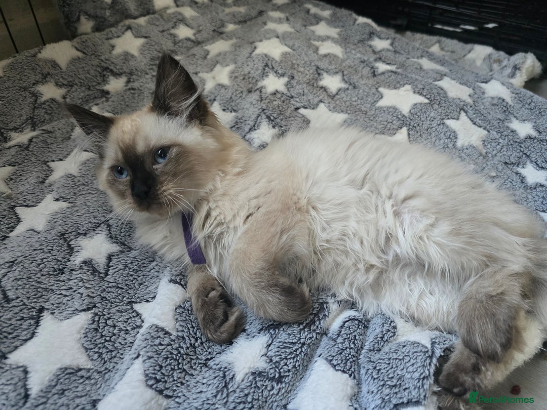 Ragdoll cats for sale: Beautiful Kittens ready to leave for new home - Image 16