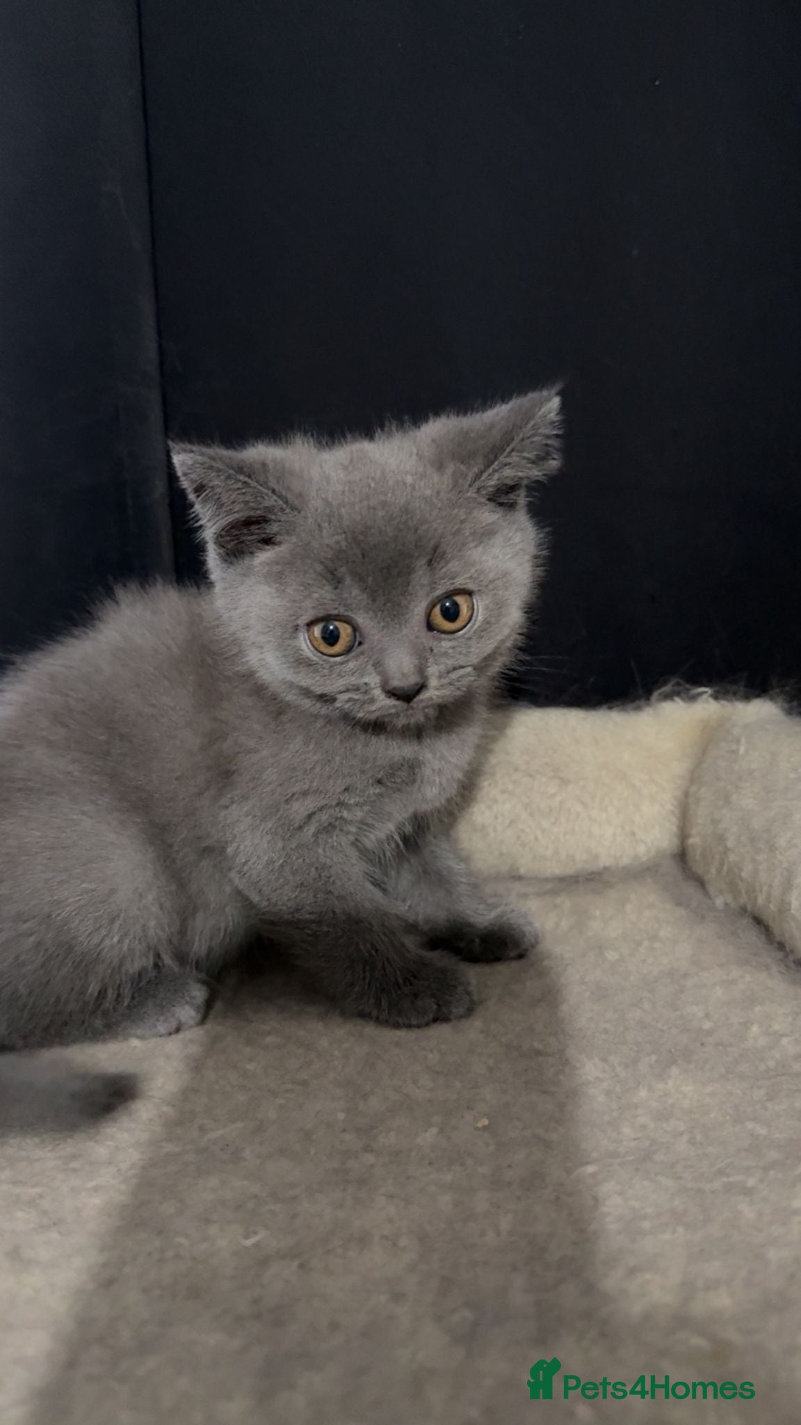 British Shorthair cats Beautiful Full British Shorthair Kittens🐱 - Advert 1