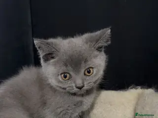 British Shorthair cats Beautiful Full British Shorthair Kittens🐱 - Advert 5