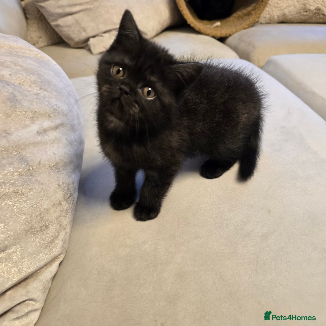 British Shorthair cats for sale: 💫RARE💫 BLACK SMOKE FEMALE & BLUE LONGHAIR MALE  - Advert 13