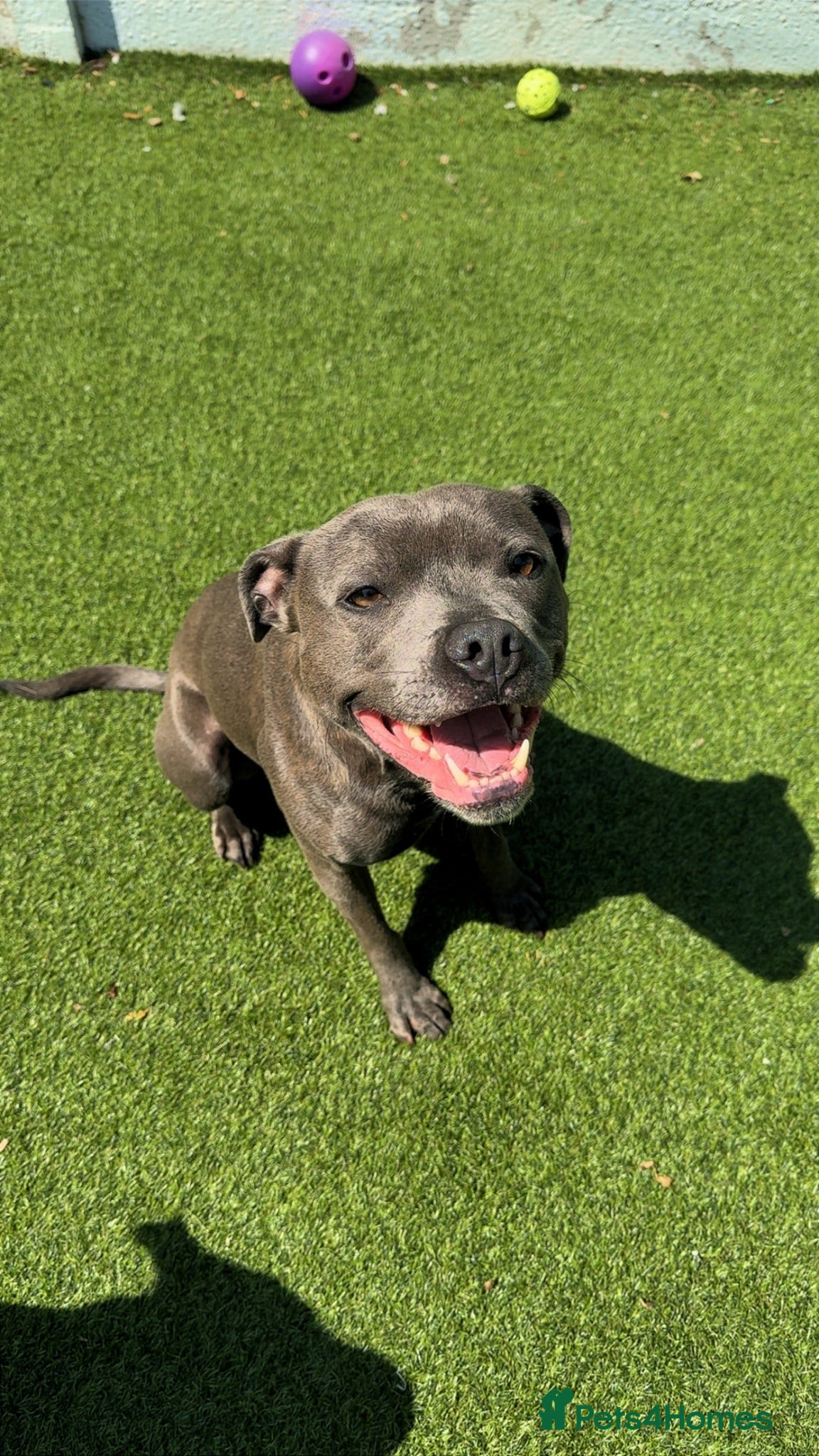 Staffordshire Bull Terrier dogs Solo - Blue Staffordshire - Advert 1