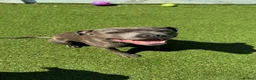 Staffordshire Bull Terrier dogs for sale: Solo - Blue Staffordshire - Advert 1