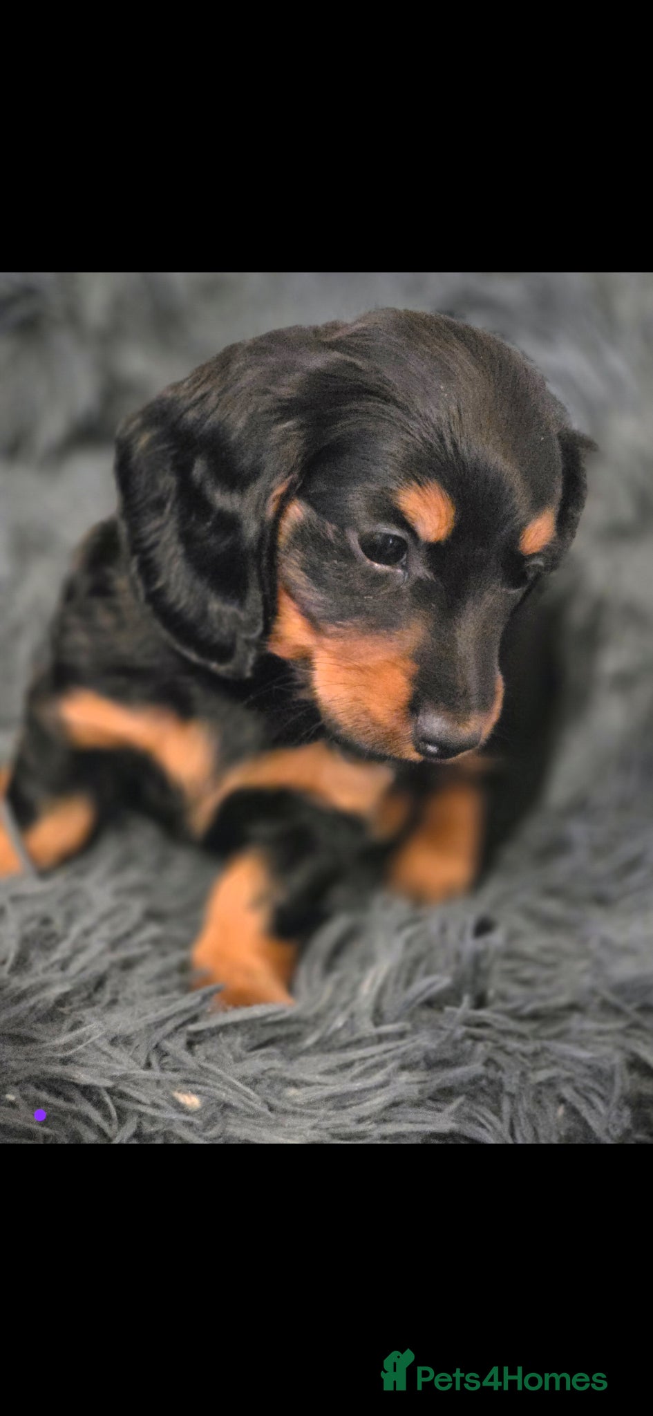 Miniature Dachshund dogs Longhair ready 9th May - Advert 4