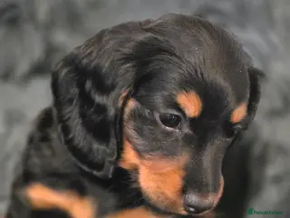 Miniature Dachshund dogs Longhair ready 9th May - Advert 4