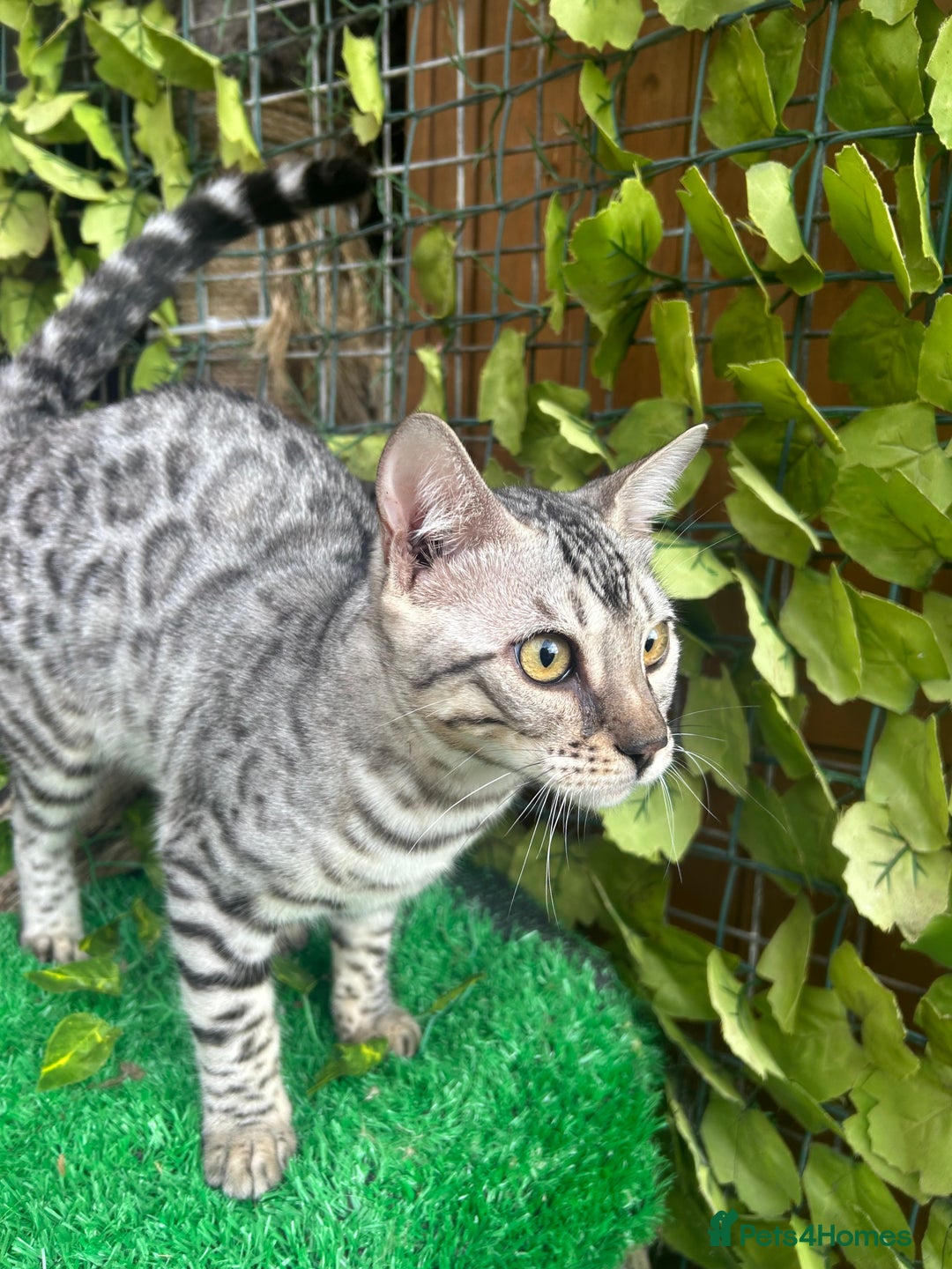 Bengal cats for sale: Unbelievably friendly TICA reg kittens  - Image 19