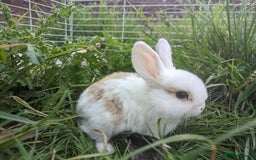 Mini Lion Lop rabbits for sale: Lion/lop bunnies  - Image 8
