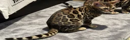 Bengal cats for sale: TICA REGISTERED BENGAL - Advert 2