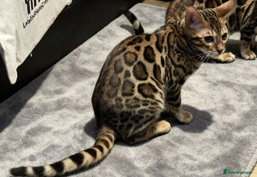 Bengal cats for sale: TICA REGISTERED BENGAL - Advert 2